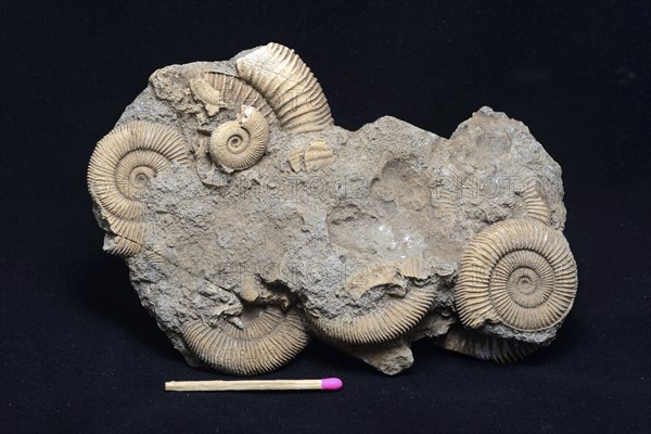 A group of ammonite fossils partly embedded in stone