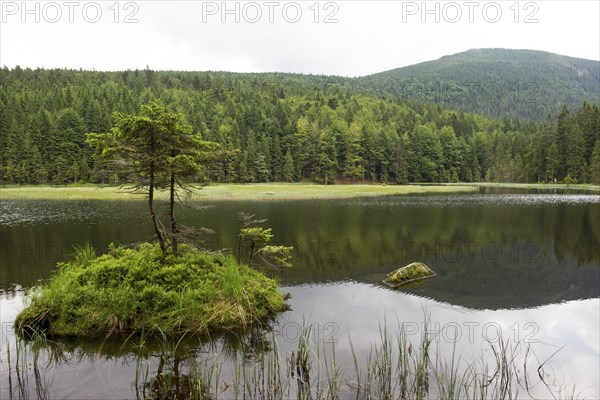 Little Arber lake