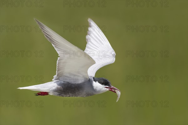 White-bearded Tern, Chlidonias hybrida, Whiskered Tern
