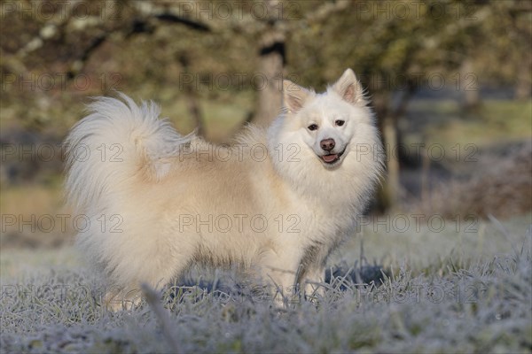 Proud male dog on wintry meadow