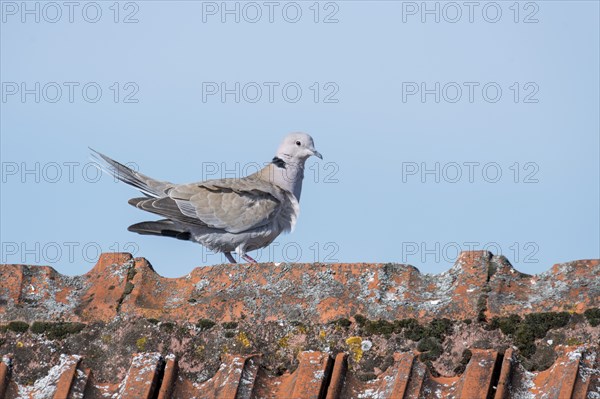 Wood pigeon walks over a roof ridge in front of a blue sky
