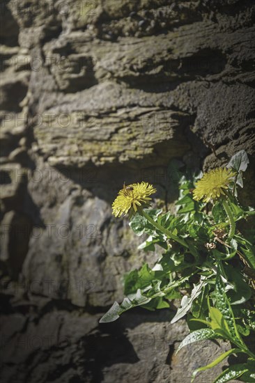 Dandelion growing next to an old wall in the shade and sunlight, Nützenberger Straße, Brill,