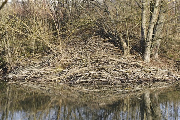 Biberburg, beaver's lodge