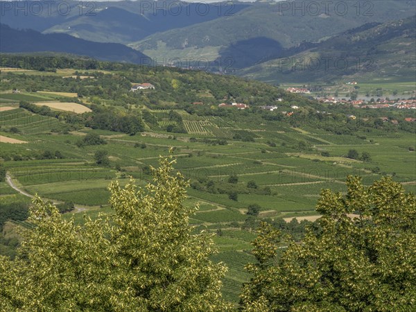 Green hilly landscape with spacious fields and a village in the background, Dürnstein, Wachau,