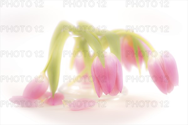 Wilted tulip bouquet photographed in the studio