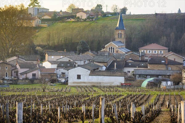 Vineyards and village of Saint Julien, Beaujolais, France, Europe