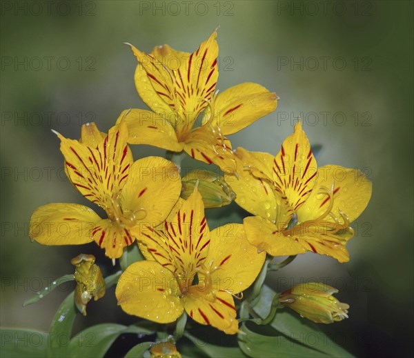 Peruvian lily, the yellow Alstromeria aurantiaca flower