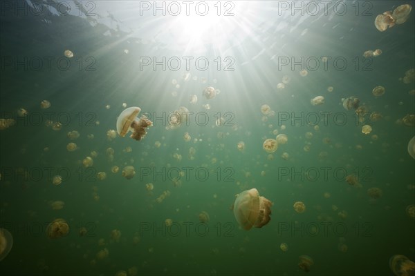 Mastigias jellyfish in Jellyfish Lake, Mastigias papua etpisonii, Jellyfish Lake, Micronesia,