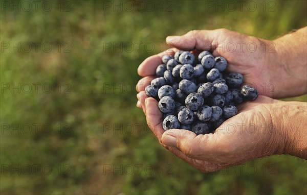 Senior man hands holding heap of fresh cultivated blueberry. Healthy eating and Alzheimer or
