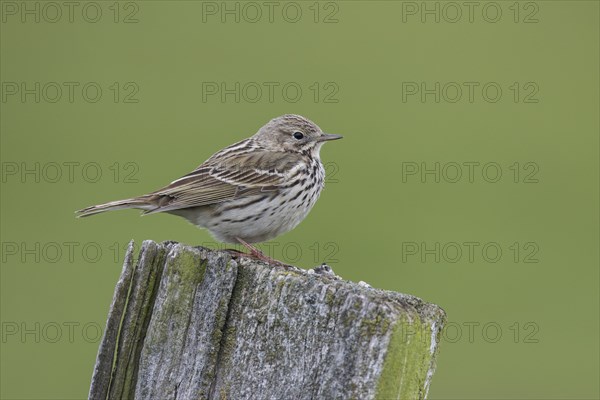 Meadow pipit, Anthus pratensis, meadow pipit