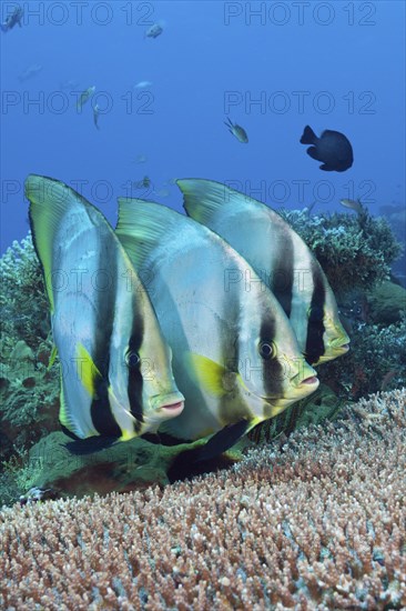 Pinniped batfish, Platax pinnatus, Komodo National Park, Indonesia, Asia
