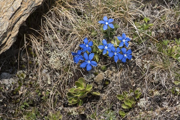 Spring gentian in the Stelvio National Park in South Tyrol