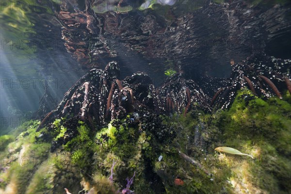 Mangroves in Jellyfish Sea, Jellyfish Sea, Micronesia, Palau, Oceania