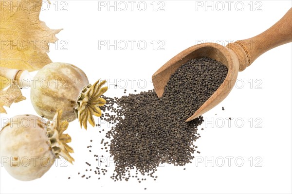 Fresh poppy with seed capsules and leaves, cropped on white