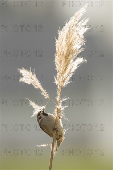 A tree sparrow sits on a pampas grass stalk and collects nesting material