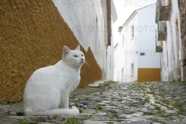 White street stray abandoned cat on stone road of a historic village with white buildings in