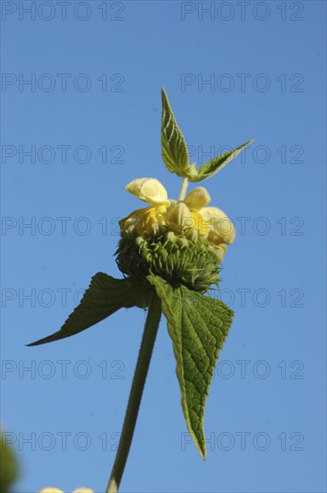 Pale yellow Phlomis flowers against blue sky