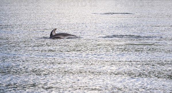 A white-striped dolphin dives again after catching its breath