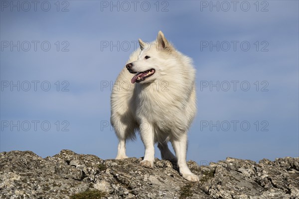 My Icelandic dog, the summiteer