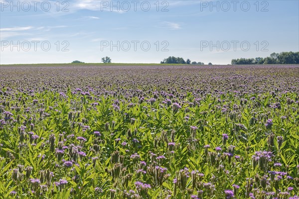 Field meadow with phacelia (bee pasture, bee friend, tufted beauty or tufted flower) in the midday
