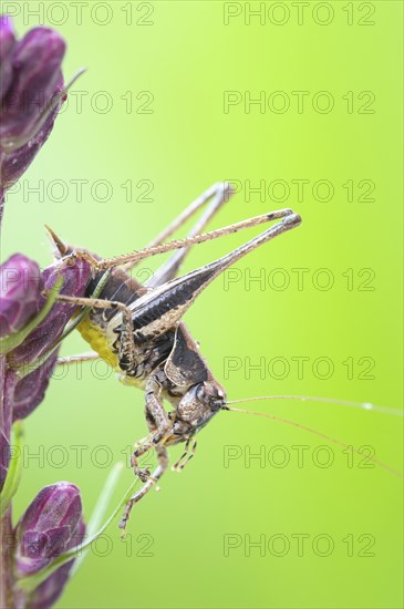 A Rösels mantis sitting on the flower of the button snakeweed