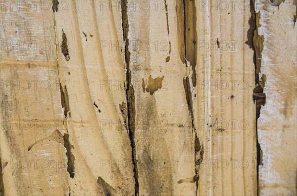 Wood texture destroyed by insect termite