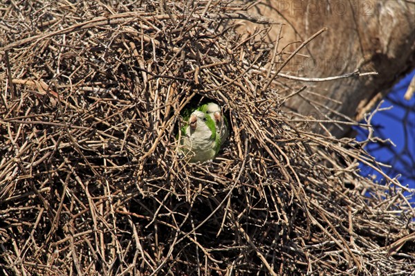 Monk Parakeets (Myiopsitta monachus), pair nn nest, Pantanal, Brazil, South America
