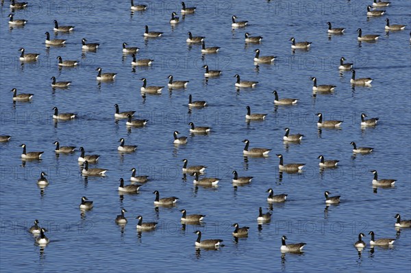 Canada Geese (Branta canadensis), Northumberland national park, England