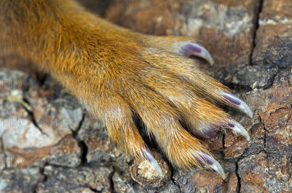 Squirrel, Squirrel cat, Rodents, Mammals, Animals, Eurasian red eurasian red squirrel (Sciurus
