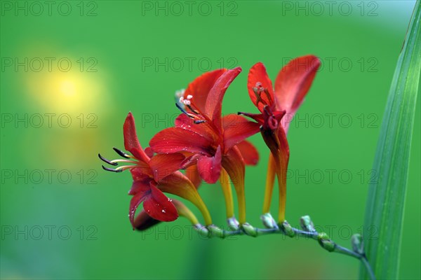 Crocosmia (Crocosmia x crocosmiiflora), Montbretia
