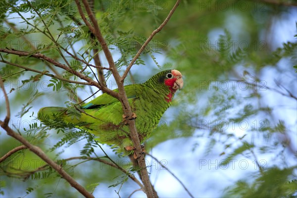 Cuba Amazon, Grand Cayman, Cayman Islands (Amazona leucocephala), Caribbean