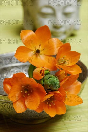 Orange-red milk star and Buddha head (Ornithogalum dubium)
