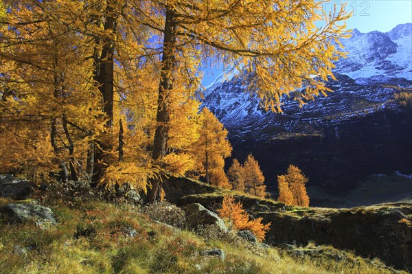 European larches ( Larix decidua) Larch, larch, larch forest, larch forest, Valais, Switzerland,