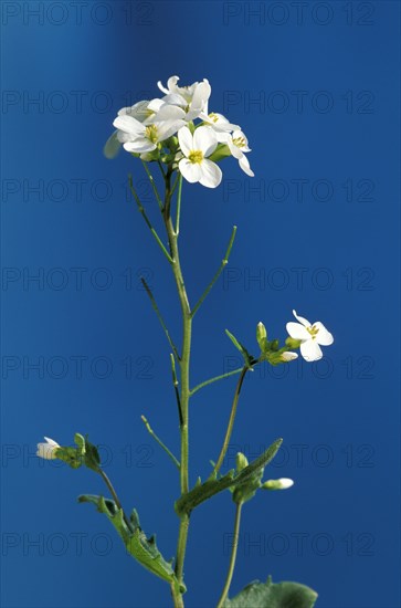 Rockcress (Arabis caucasica)