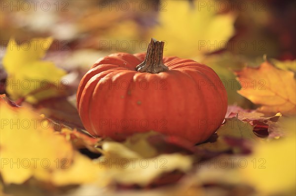 Pumpkin