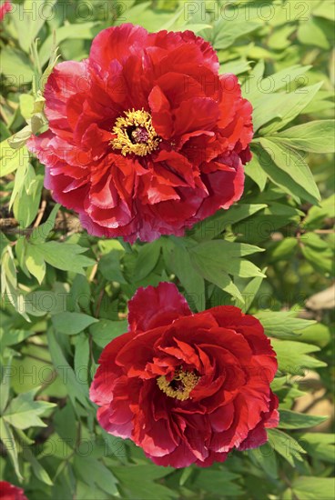 Peony (Paeonia foemina), peony rose, peony, peony family, Paeonaceae