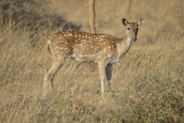 Chital, Cheetal or Axis Deer (Axis axis), female, Gir Forest National Park, Gir Sanctuary, Gujarat,