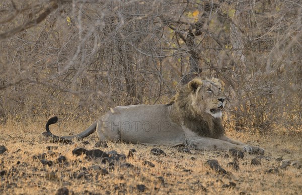 Asiatic Lion (Panthera leo persica), male, Gir Forest National Park, Gir Sanctuary, Gujarat, India,