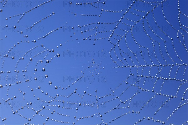 Dewdrops in spider web, Switzerland, Europe