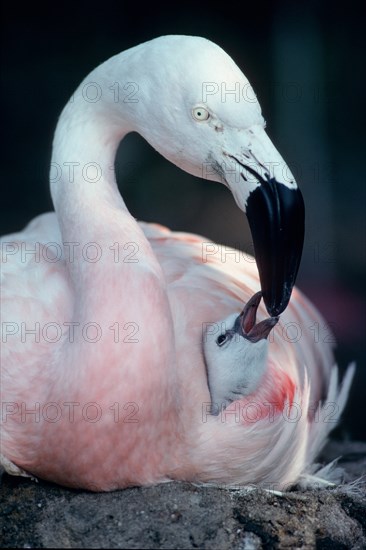 Chilean flamingo (Phoenicopterus chilensis) feeding chicks, 1 week