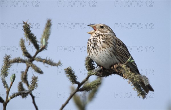 Corn Bunting (Miliaria calandra) singing, Austria, Europe