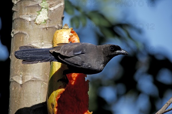 Purple Jay, purplish jay (Cyanocorax cyanomelas), Brazil, South America