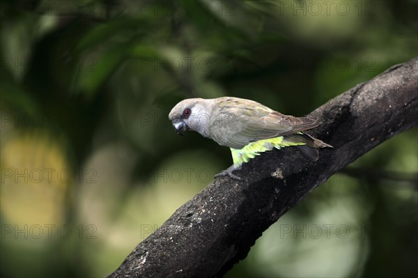 Red-bellied parrot (Poicephalus rufiventris), female