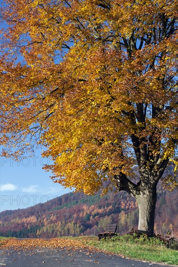 Linden (Tilia vulgaris) (Tilia europaea), autumn foliage, Hesse, Germany, Europe