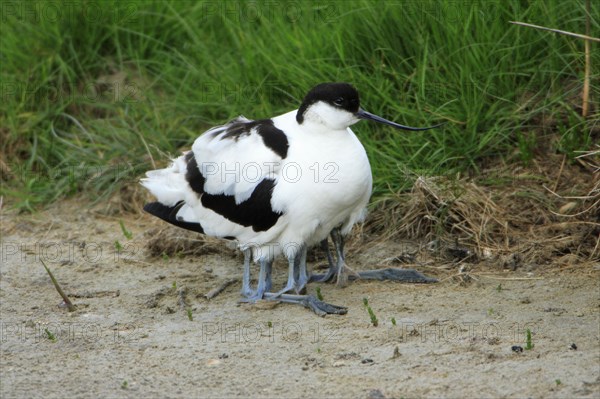 Avocet hawks chicks, Black capped avocet (Recurvirostra avosetta), avocet, hawks, Netherlands
