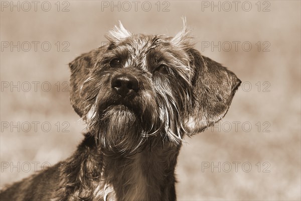 Dachshund Shih Tzu mix (Canis lupus familaris), male 4 years, portrait, in sepia, North