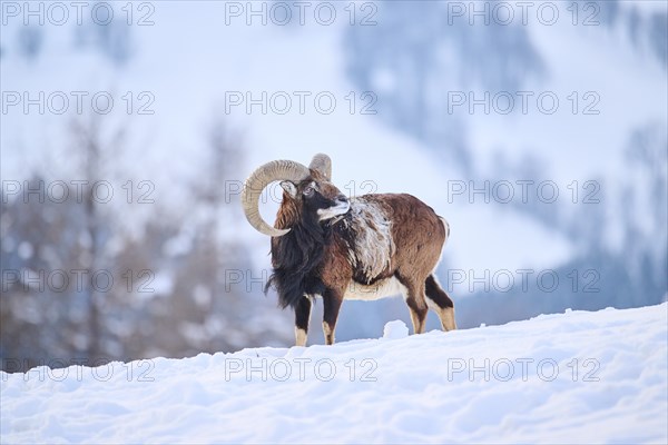 European mouflon (Ovis aries musimon) ram on a snowy meadow in the mountains in tirol, Kitzbühel,