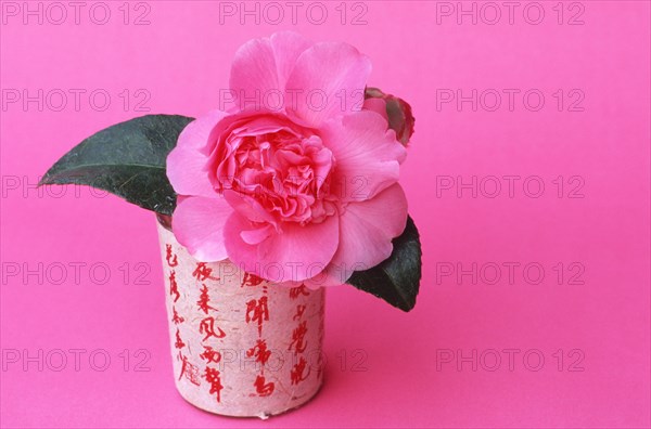 Camellia ' (Camellia japonica) Debbie' in vase