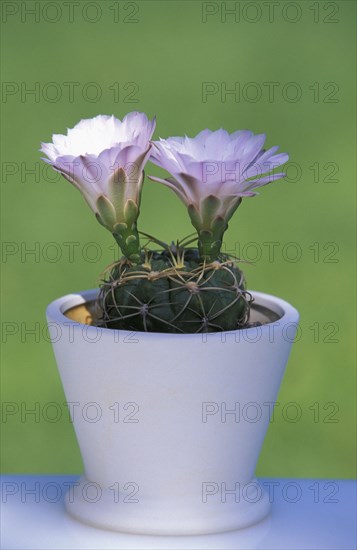 Cactus (Notocactus rutilans), Cacti