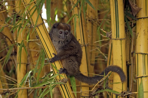 Gray Bamboo Lemur, Grey Gentle, Madagascar, Gray eastern lesser bamboo lemur (Hapalemur griseus),